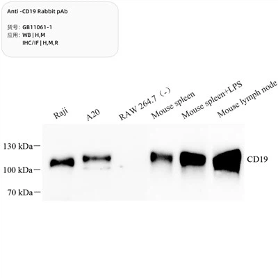Anti-CD19 konijn PAB