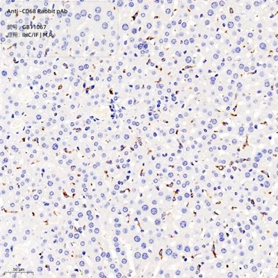 Anti-CD68 konijn PAB