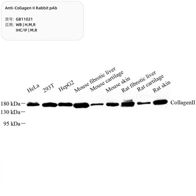 Anti-collageen II konijn PAB